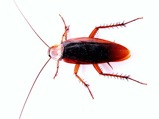 Image showing cockroach