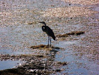 Image showing heron