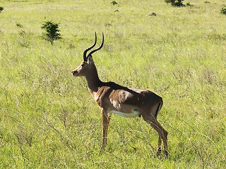 Image showing Impala