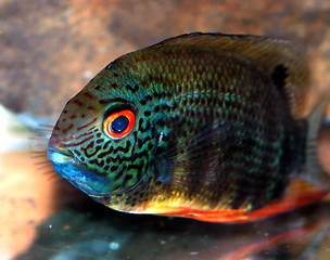 Image showing aquarium fish
