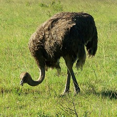 Image showing ostrich