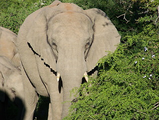 Image showing elephant in the bushes