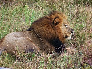 Image showing lion in the grass