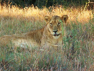 Image showing lioness in the grass