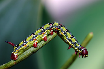 Image showing macro caterpillar