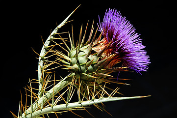 Image showing Thistle