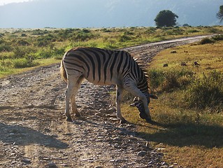 Image showing zebra on a track