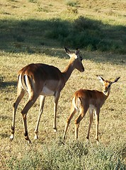 Image showing impala calf