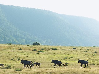 Image showing pack of migrating wilderbeast