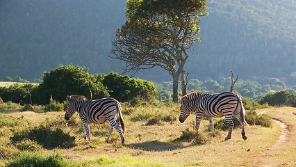 Image showing Zebras crossing