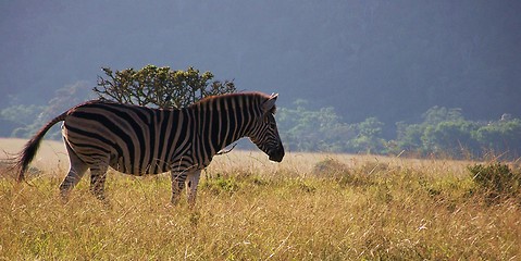 Image showing Zebra in the African bush