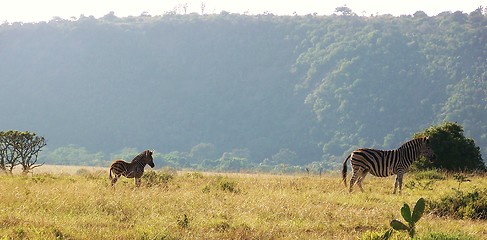 Image showing Adult and young zebra in the wild