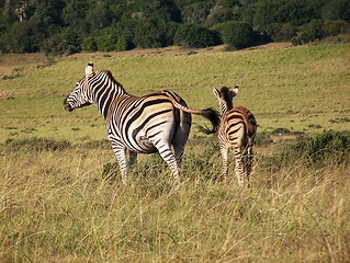 Image showing Zebra with its young