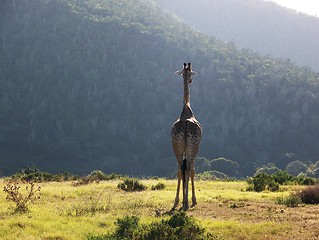 Image showing lonely giraffe in the african bush