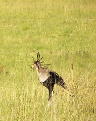 Image showing secretary bird in the grass