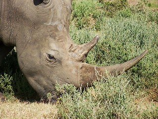 Image showing Rhino feeding on grassland