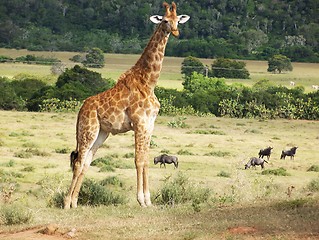 Image showing young giraffe