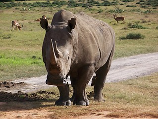 Image showing Rhino at side of track