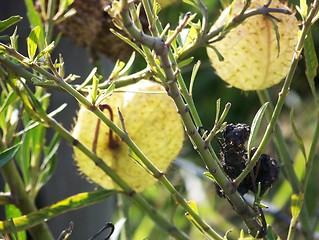 Image showing prickly pear fruit