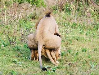 Image showing lions mating