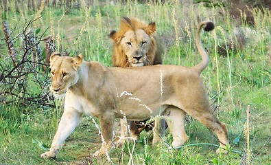 Image showing Lion and lioness