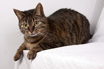 Image showing Tabby Cat