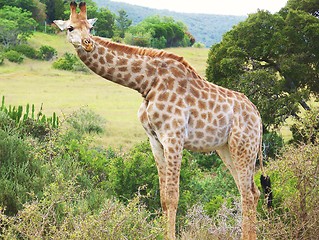 Image showing giraffe looking around