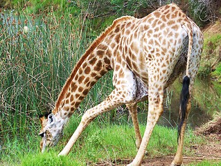 Image showing giraffe taking a drink