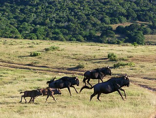 Image showing Pack of running wilderbeast