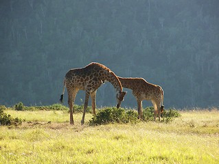 Image showing Giraffe adult and calf against backdrop of african bush