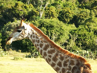 Image showing giraffe head and neck