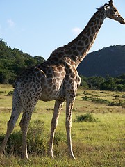 Image showing tall giraffe