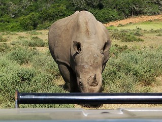 Image showing Rhino charging at truck