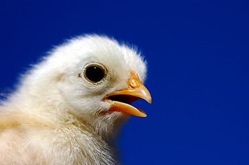 Image showing Small chicken