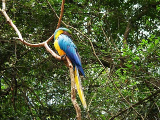 Image showing Blue and yellow Macaw