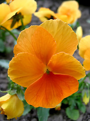 Image showing Pansy