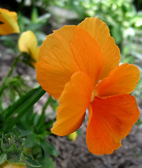 Image showing Pansy