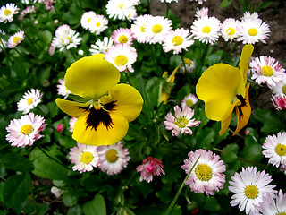 Image showing Flowers