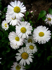 Image showing Daisy