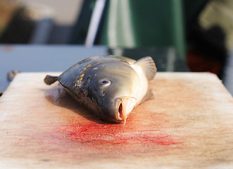 Image showing  dead fish (carps)