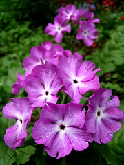 Image showing bouquet