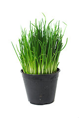 Image showing green easter grass