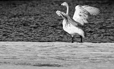 Image showing Whooper Swan