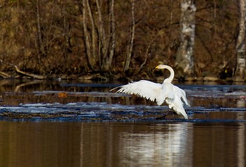 Image showing Whooper Swan