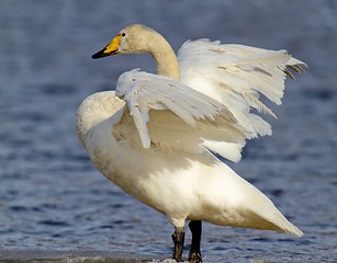 Image showing Whooper Swan