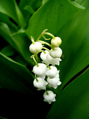 Image showing Lily of the valley