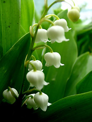 Image showing Lily of the valley