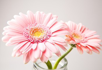 Image showing Gerbera flowers