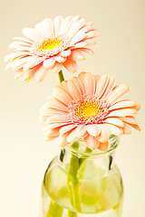 Image showing Gerbera flowers