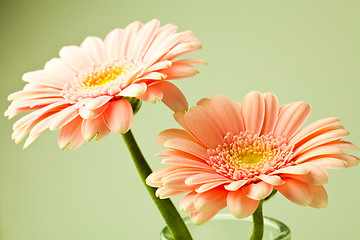 Image showing Gerbera flowers